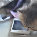 家有加菲猫出售,自家生养,不是猫舍或猫贩子_4