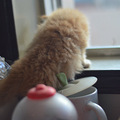 家有加菲猫出售,自家生养,不是猫舍或猫贩子_2