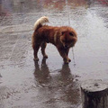 谁家松狮丢了。。主人呢？？！！！_0