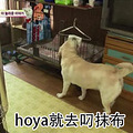 狗狗竟然帮忙做家务？看哭，别人家的狗......_3
