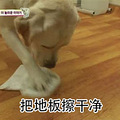 狗狗竟然帮忙做家务？看哭，别人家的狗......_4