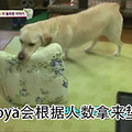 狗狗竟然帮忙做家务？看哭，别人家的狗......_1