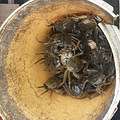年年中秋前先尝上一回莲花岛忆莲蟹园家的正_1