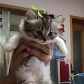 自家养的一个半月大的英短小猫转让，血统纯品相好，价格2xxx_0