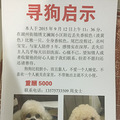 重酬5000寻湖州街附近走失香槟色比熊一只_0