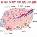 什么是卵泡  区别于卵泡和卵子