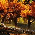全国各地最美秋景，今年别再去错地方了！_2