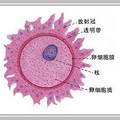 如何提高卵子质量   七招让你拥有健康卵子