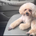 急寻香槟色贵宾犬