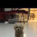 急寻香槟色贵宾犬_1