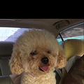 急寻香槟色贵宾犬_2