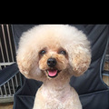 急寻香槟色贵宾犬_3