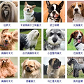狗狗品种大全！165种狗狗，哪只是你的最爱呢？_5