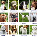 狗狗品种大全！165种狗狗，哪只是你的最爱呢？_3
