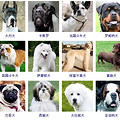 狗狗品种大全！165种狗狗，哪只是你的最爱呢？_1