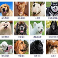 狗狗品种大全！165种狗狗，哪只是你的最爱呢？_2