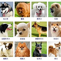狗狗品种大全！165种狗狗，哪只是你的最爱呢？_0