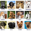 狗狗品种大全！165种狗狗，哪只是你的最爱呢？_4