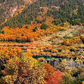 华美金秋召集10-11月九寨沟、米亚罗、九曲黄河、毕棚沟红叶之旅_5