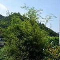 据说 游良辰在芦茨湾行走_0