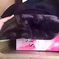 韩国sexysecret瘦腿袜你要多少量我有多少货_4