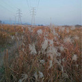 【手机相册】芦苇荡_3