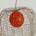 Physalis_4