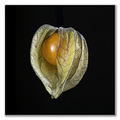 Physalis_5