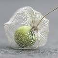 Physalis_3