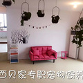 杭州专职宠物寄养 加微信看场地照片 tianshijinliequ5417_2