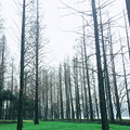 绿油油的草坪构成一道靓丽的风景线，为我们_3