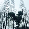 绿油油的草坪构成一道靓丽的风景线，为我们_4