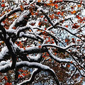 雪已经下了，浙江这些地方打烊了！可是真的美翻了啊_3