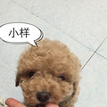 我家的萌宠小贵宾生啦3只可爱的小宝宝_0