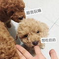 我家的萌宠小贵宾生啦3只可爱的小宝宝_4
