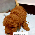 我家的萌宠小贵宾生啦3只可爱的小宝宝_1