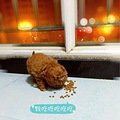 我家的萌宠小贵宾生啦3只可爱的小宝宝_5
