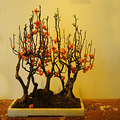  2016年钱王祠西湖迎春花展_0