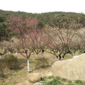 冬与春相处之地