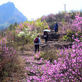 【游友旅行】4.3，紫荆花开转轮岩，桃花纷飞源东乡_0