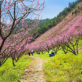 【游友旅行】4.3，紫荆花开转轮岩，桃花纷飞源东乡_1