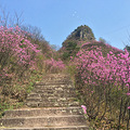 【游友旅行】4.3，紫荆花开转轮岩，桃花纷飞源东乡_2