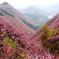 【游友旅行】4.3，紫荆花开转轮岩，桃花纷飞源东乡_4