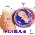 孕2月营养需求，进来看看
