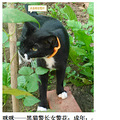 杭动保#西子领养#2016年3月第四榜——猫_5