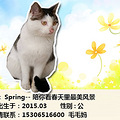 杭动保#西子领养#2016年3月第四榜——猫_0