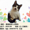 杭动保#西子领养#2016年3月第四榜——猫_3