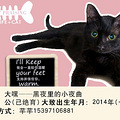 杭动保#西子领养#2016年3月第四榜——猫_1