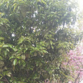 漂亮的花朵_0