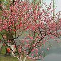 晒春游+杭州西湖边桃花朵朵开._0